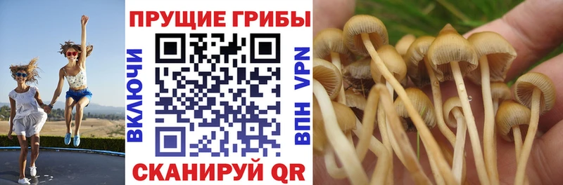 Псилоцибиновые грибы Psilocybine cubensis  Сусуман 